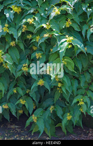 Diervilla lonicera, dwarf bush honeysuckle, Banque D'Images