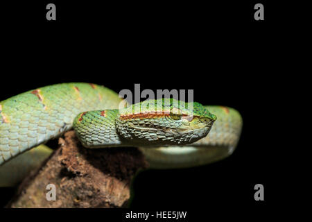 Serpent vert ou vert pit viper dans la nature de la Thaïlande, isolé sur fond noir Banque D'Images