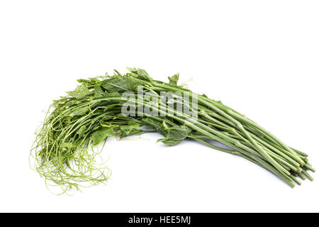 Close up fresh Green leaf chayote isolé sur fond blanc Banque D'Images