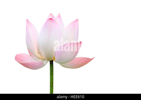 Belle fleur de lotus rose isolé sur fond blanc. Enregistré avec clipping path Banque D'Images