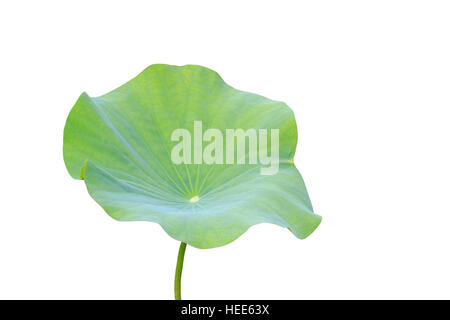 Grande feuille de lotus vert isolé sur fond blanc. Enregistré avec clipping path (Lotus utilisé pour le culte) Banque D'Images