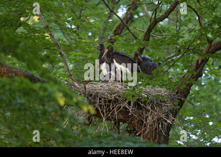 Cigognes noires (Ciconia nigra ), les petits, les poussins dans le nid, la nidification en hauteur dans un vieux hêtre, quatre grands frères et sœurs. Banque D'Images