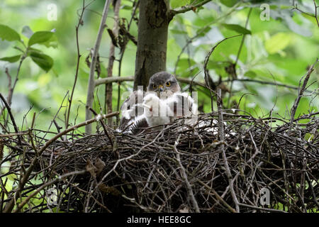 Fauve( Accipiter nisus ), femelle adulte avec ses poussins, l'un est déféquant ses crottes sur le bord de leur aire. Banque D'Images