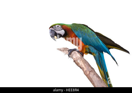 Close up colorful parrot macaw isolé sur fond blanc Banque D'Images