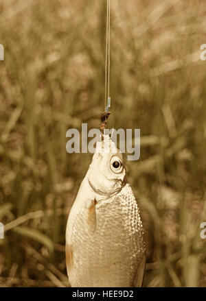 Poisson frais accroché sur la canne à pêche et deux crochets avec des vers, vintage colorisées Banque D'Images