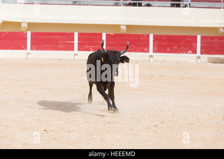 Un taureau qui participent à une corrida dans les arènes des Saintes Maries de la mer pendant les festivités en l'honneur du Marquis Folco de Baroncelli Banque D'Images