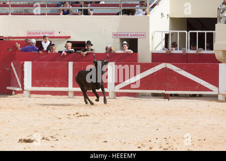 Un taureau qui participent à une corrida dans les arènes des Saintes Maries de la mer pendant les festivités en l'honneur du Marquis Folco de Baroncelli Banque D'Images
