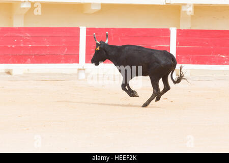 Un taureau qui participent à une corrida dans les arènes des Saintes Maries de la mer pendant les festivités en l'honneur du Marquis Folco de Baroncelli Banque D'Images