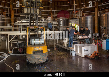 Les travailleurs, le tri des raisins vinification, vins repris, sonoma, sonoma county, Californie, États-Unis, Amérique du Nord Banque D'Images