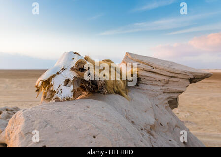 Les dunes fossiles, Abu Dhabi, UAE Banque D'Images