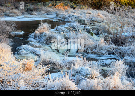 Petite rivière sur l'hiver. Le givre dans les plantes et l'eau a obtenu une couverture de glace à certains endroits. Banque D'Images