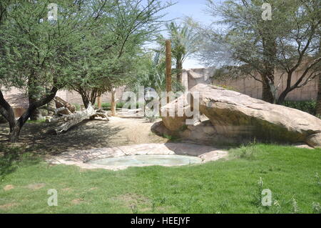 Ain Ain Zoo et De La Faune Oiseaux Reptiles Crocodiles Serpents Tortues Girafe Lion Banque D'Images