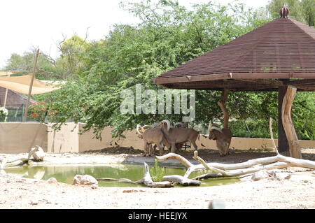 Ain Ain Zoo et De La Faune Oiseaux Reptiles Crocodiles Serpents Tortues Girafe Lion Banque D'Images