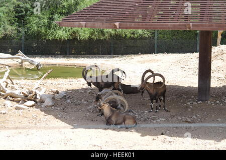 Ain Ain Zoo et De La Faune Oiseaux Reptiles Crocodiles Serpents Tortues Girafe Lion Banque D'Images