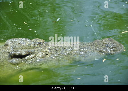 Ain Ain Zoo et De La Faune Oiseaux Reptiles Crocodiles Serpents Tortues Girafe Lion Banque D'Images