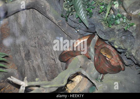 Ain Ain Zoo et De La Faune Oiseaux Reptiles Crocodiles Serpents Tortues Girafe Lion Banque D'Images