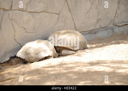 Ain Ain Zoo et De La Faune Oiseaux Reptiles Crocodiles Serpents Tortues Girafe Lion Banque D'Images
