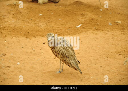 Ain Ain Zoo et De La Faune Oiseaux Reptiles Crocodiles Serpents Tortues Girafe Lion Banque D'Images