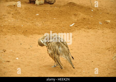 Ain Ain Zoo et De La Faune Oiseaux Reptiles Crocodiles Serpents Tortues Girafe Lion Banque D'Images