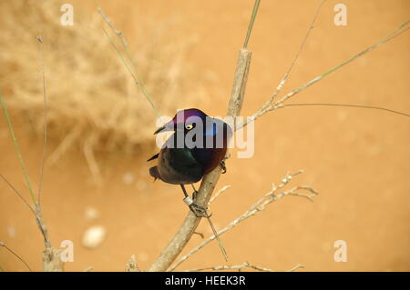 Ain Ain Zoo et De La Faune Oiseaux Reptiles Crocodiles Serpents Tortues Girafe Lion Banque D'Images