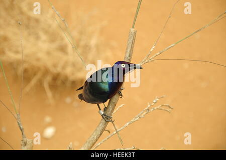 Ain Ain Zoo et De La Faune Oiseaux Reptiles Crocodiles Serpents Tortues Girafe Lion Banque D'Images