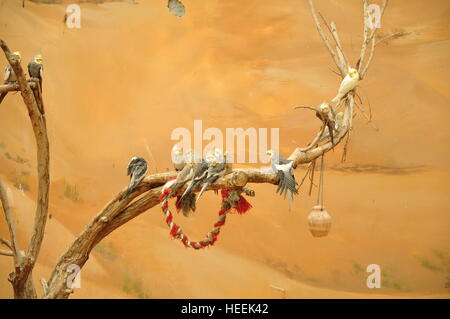 Ain Ain Zoo et De La Faune Oiseaux Reptiles Crocodiles Serpents Tortues Girafe Lion Banque D'Images