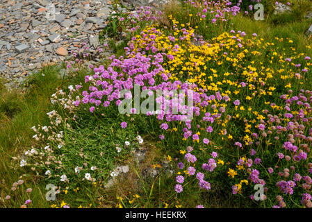 L'épargne, le lotier corniculé et mer Campion, fleurs sauvages à Knockbrex, Dumfries et Galloway, Écosse Banque D'Images