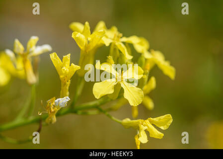 Le Radis, Raphanus raphanistrum mer ssp. maritimus, wildflower, Carrick, Dumfries et Galloway, Écosse Banque D'Images