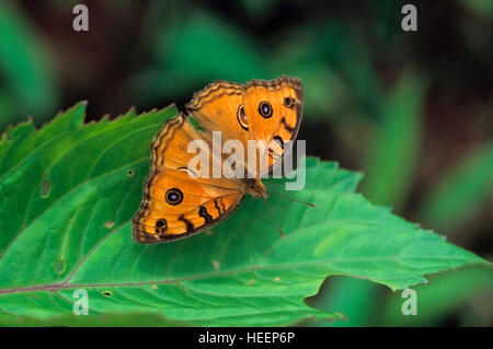 Peacock pansy papillon, Junonia almana, Inde Banque D'Images