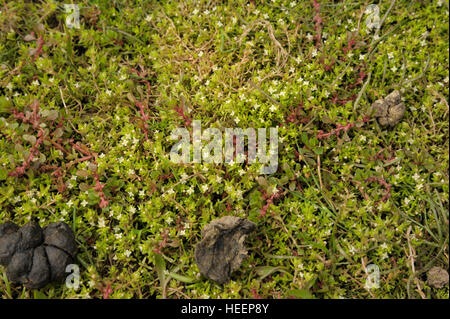 Nouvelle Zélande, Pigmyweed Crassula helmsii Banque D'Images