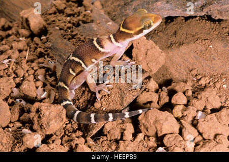 La masse bagués, Gecko gecko bagués Deccan, Geckoella deccanensis, Maharashtra, Inde Banque D'Images