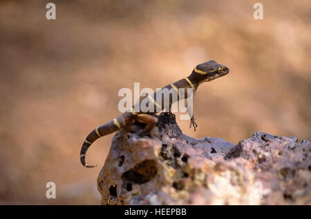 La masse bagués gecko, Geckoella dekkanensis Terre, gecko, Maharashtra, Inde Banque D'Images