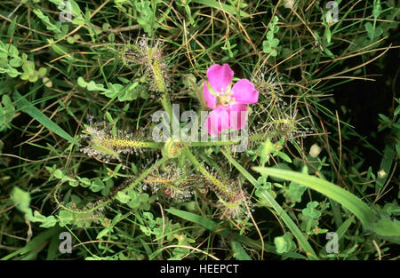 Drosera, plante insectivore à la Kas, Satara, Maharashtra, Inde Banque D'Images