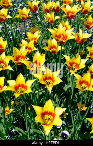 Tulipes Yellow-Red shot verticale. Banque D'Images
