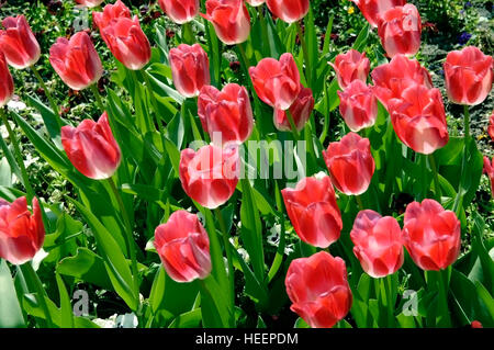 Rouge-blanc tulipes dans un jardin. Banque D'Images