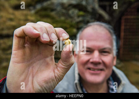 Scotgold directeur Richard Gray avec un morceau d'or extrait à l'Scotgold Cononish Ressources mine près de Tyndrum, Ecosse Banque D'Images