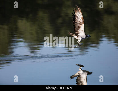 Osprey, le poisson-eagle planeur et la capture de poissons sur le lac Dogtown, Williams, Arizona USA Banque D'Images