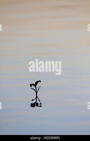 Un cas isolé de jeunes sortant de l'eau calme de la mangrove. Banque D'Images