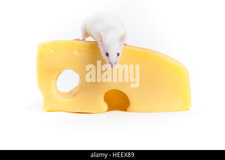 La souris et le fromage blanc isolated on White Banque D'Images