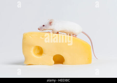 La souris et le fromage blanc isolated on White Banque D'Images