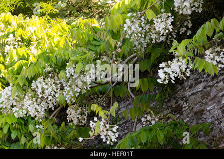 Fin mai blanc fleurs suspendues du blanc de Chine Wisteria sinensis 'Alba' Banque D'Images