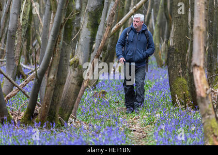 Un homme qui marche le long d'un chemin bordé de jacinthes des bois au printemps en pleine floraison dans une forêt de hêtre dans le Kent, England, UK Banque D'Images