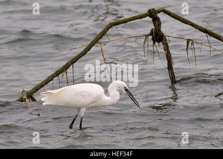 Libre blanc aigrette garzette (Egretta garzetta) dans de l'eau dans le bassin d'Arcachon en France et de manger un poisson genre lançon Banque D'Images