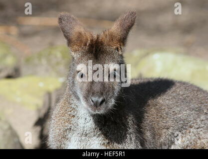 À l'Est de Tasmanie Australie / Red necked wallaby de Bennett ou Wallaby (Macropus rufogriseus), face à l'appareil photo Banque D'Images