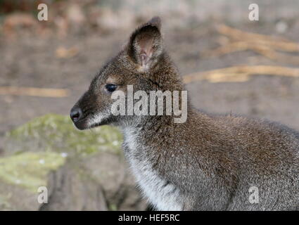 À l'Est de Tasmanie Australie / Red necked wallaby de Bennett ou Wallaby (Macropus rufogriseus) Banque D'Images