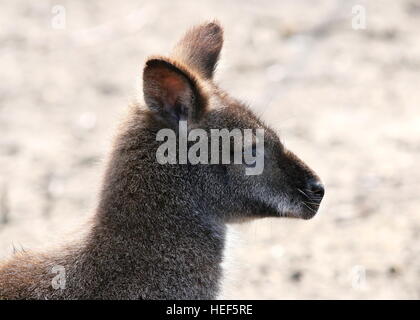 À l'Est de Tasmanie Australie / Red necked wallaby de Bennett ou Wallaby (Macropus rufogriseus), la tête de profil Banque D'Images