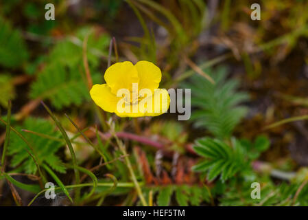 Silverweed, Potentilla anserina, wildflower, Dumfries et Galloway, Écosse Banque D'Images