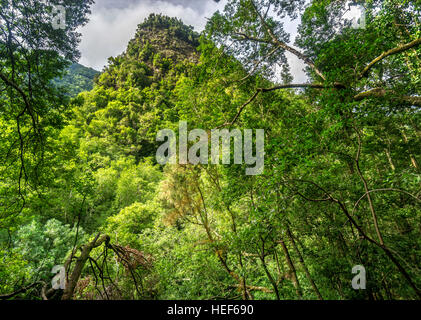 Forêt de lauriers, Los Tilos, Réserve de la biosphère de La Palma, Îles Canaries, Espagne Banque D'Images