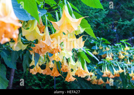 Un affichage d'un Anges Brugmansia (trompette) arbuste à Butchart Gardens, près de Victoria, île de Vancouver, Colombie-Britannique, Canada Banque D'Images