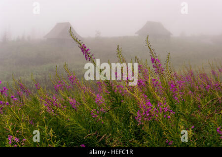 Misty Mountain Valley dans les Tatras Banque D'Images